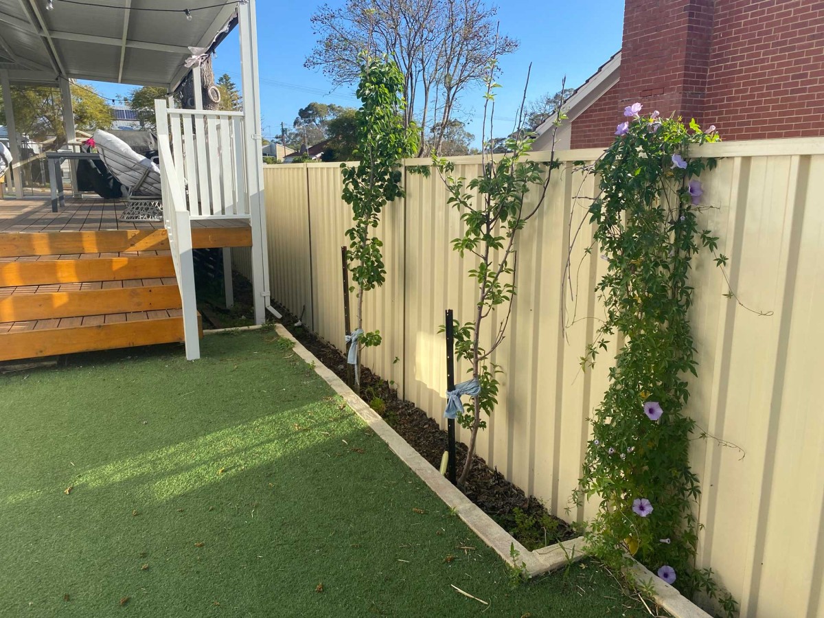 colorbond fence and grass
